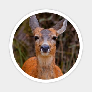 Cute Blacktail Deer Smile Magnet